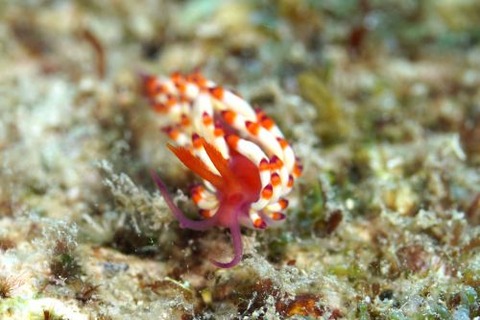 ツマベニミノウミウシ