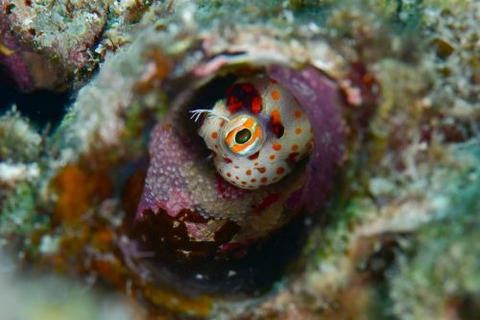 モンツキカエルウオ