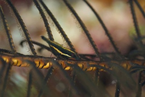 チビウミシダエビ