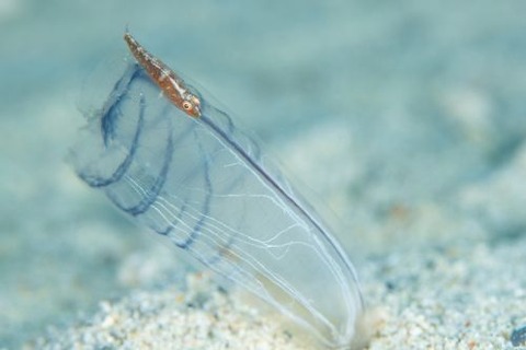 ウミショウブハゼ属の1種