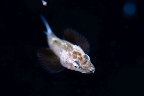 刺激的な水中生物