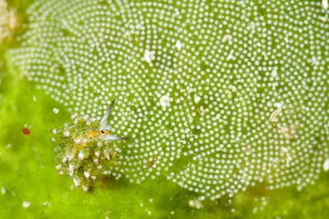 クサイロモウミウシ