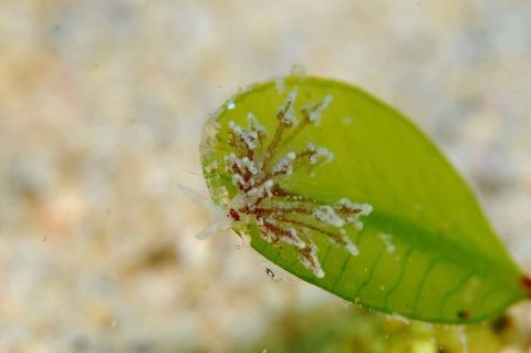 ウミウシ不明種
