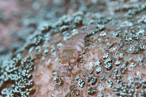 ヤクシマカクレエビ