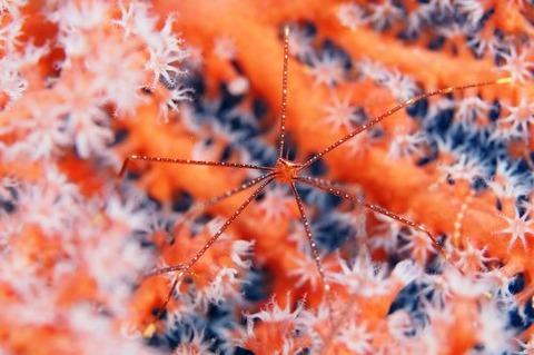 ホシゾラワラエビ