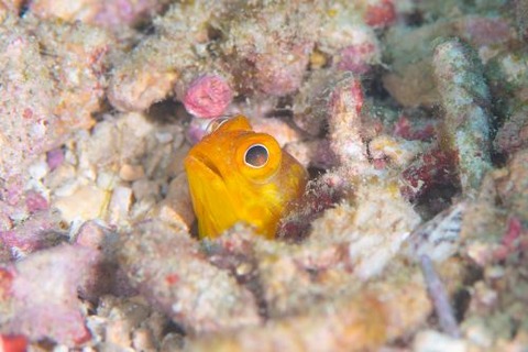 ホシカゲアゴアマダイ