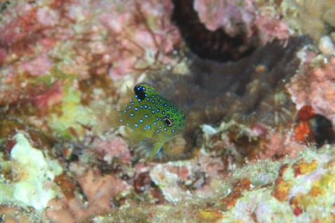 ルリホシスズメダイ