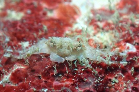 イトアシガニ科の1種