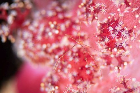 ホシゾラワラエビ