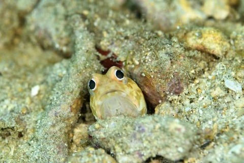 ホシカゲアゴアマダイ