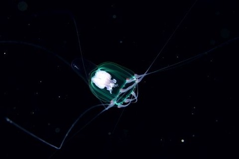 刺激的な水中生物