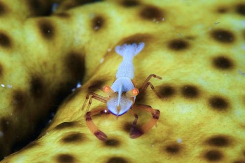 ウミウシカクレエビ