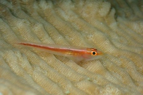 アカスジウミタケハゼ