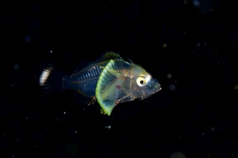 刺激的な水中生物