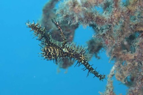 ニシキフウライウオ