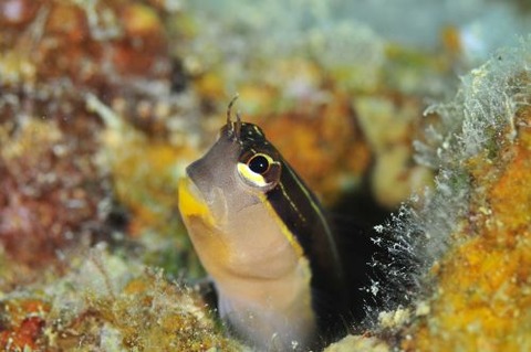 ヒトスジギンポ