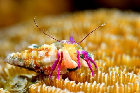 ムラサキゼブラヤドカリ