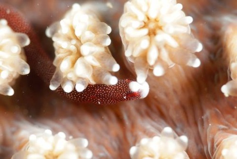 チンヨウジウオ