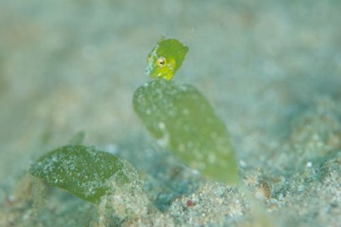 セダカカワハギ