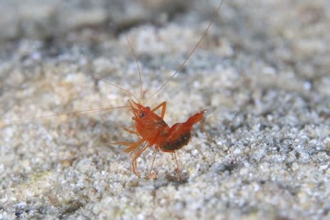 スベスベオトヒメエビ属の1種