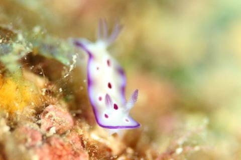 マダライロウミウシ