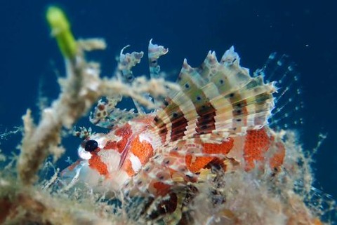 シマヒメヤマノカミ