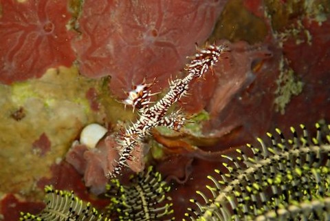 ニシキフウライウオ