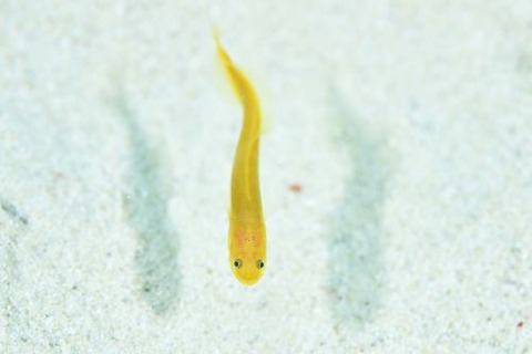 アカネイタチウオ