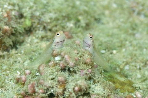 イシガキカエルウオ