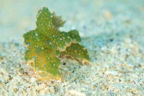 ヨセナミウミウシ