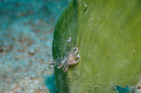 テンセンウロコウミウシ