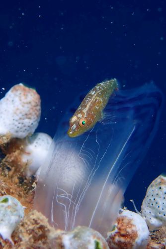 ウミショウブハゼ属の1種