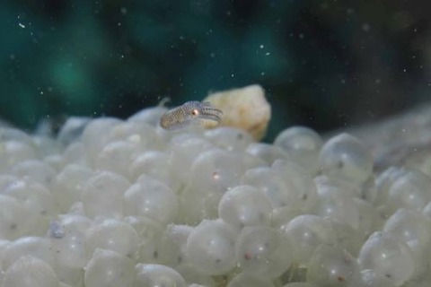 ミミイカ科の1種