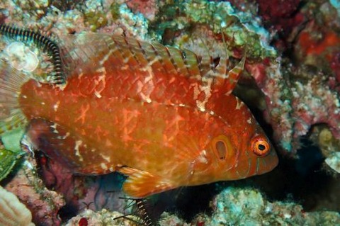 キツネオハグロベラ