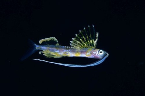 刺激的な水中生物