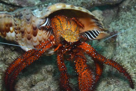 コモンヤドカリ