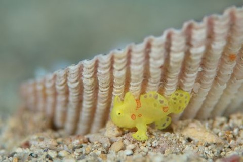 イロカエルアンコウ