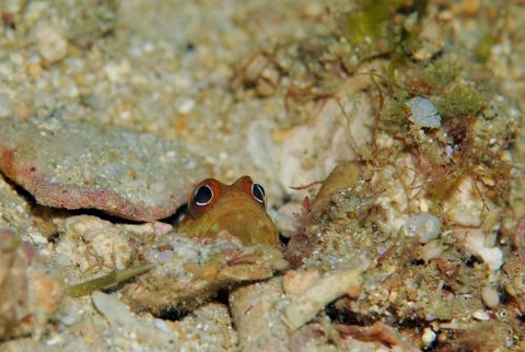 ホシカゲアゴアマダイ