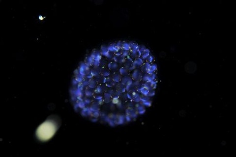 刺激的な水中生物