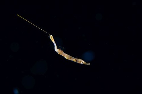 刺激的な水中生物