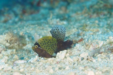 ホタテツノハゼ