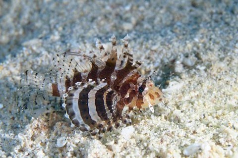 シマヒメヤマノカミ