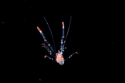 刺激的な水中生物