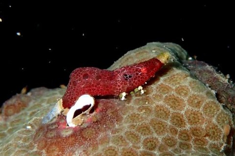 Paralatreutes bicornis