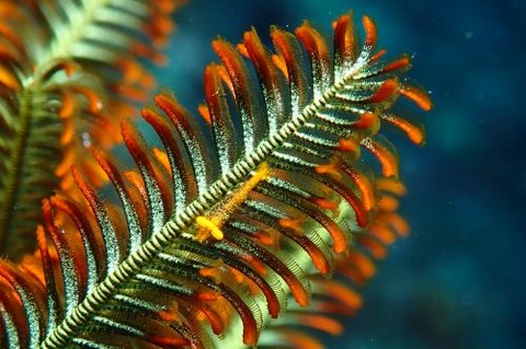 バサラカクレエビ