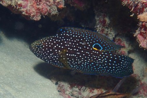 シモフリタナバタウオ