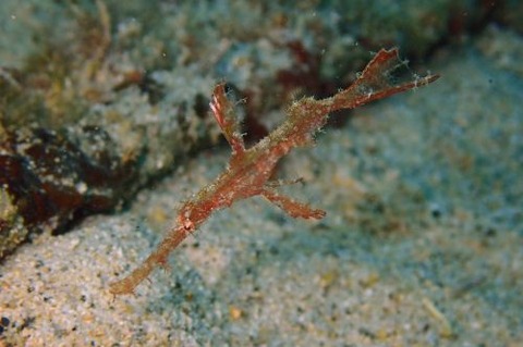 ホソフウライウオ