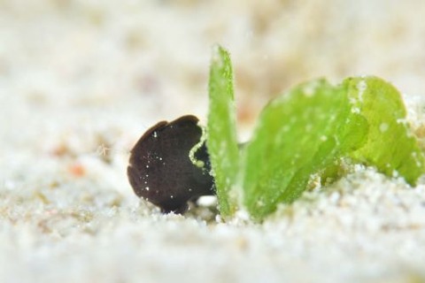 カエルアンコウ科の1種