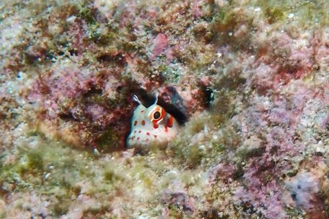 モンツキカエルウオ