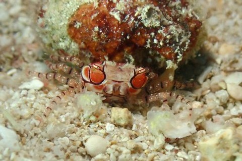 キンチャクガニ